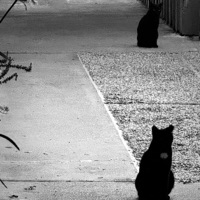 Beauty pain - Single - Kyslingo