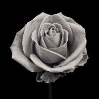 Flowers - Single - ZayTheBoi