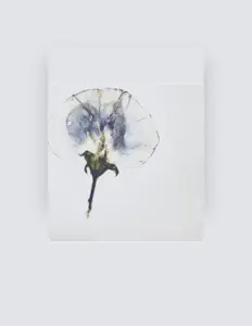 聆聽 Sin Nihonkyoukai、觀看音樂影片、閱讀小傳、查看巡演日期等！