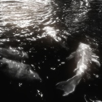 other side (feat. sholoh) - Single - byenatsu