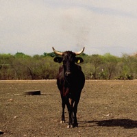 teodiotequiero - Single - Riosse & Leon Leiden