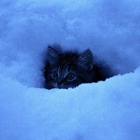 cold kitten - Single - sinalyx