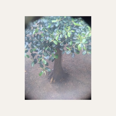 Coll et Howl - Single