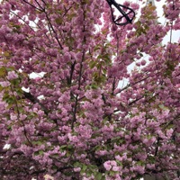 Molly Foam - Single - Treehousecharlie