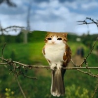 paranormal - Single - troli