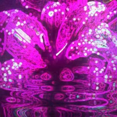 LILY CASKETS - Single