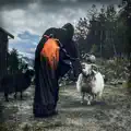 Wildkatze
