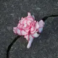 Everything is Falling Apart