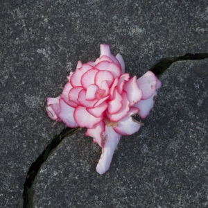 Everything Is Falling Apart - Single
