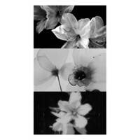 canon - Single - Snoozyshemp