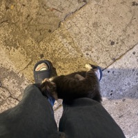 Yanoestas - Single - Moonhuman