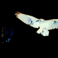 du + ich (feat. Queris) - Single - dvn.mp3