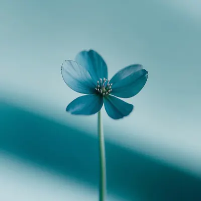 Ακούστε το άλμπουμ beautiful for everything - Single από STEWART