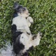toto Single