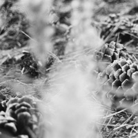 Certain Path - zakè, From Overseas & City of Dawn