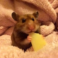 expired cheese - Single - CHAMBERS