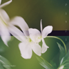 Hitorigoto - Omoinotake