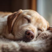 Brown Noise for Dogs (Loopable)