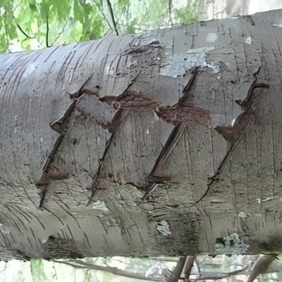 ЗАЧЕМЪ (feat. Маниакально-депрессивный психоз) - Single