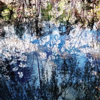 See Creatures Live in Shreveport (Live) - Lisa Cameron & Sandy Ewen