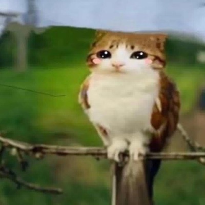 its a bird its a plane no its an angel. - Single