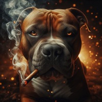 I Don't Care - Single - Madgas & Polla B