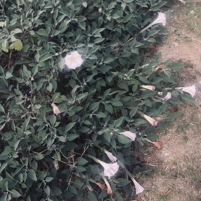 compassion (love myself) - Single