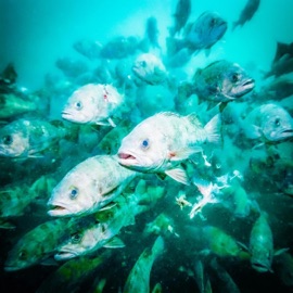 School of Midi Fish Lavea