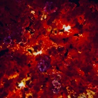 The Garden of Freedom vol. 1 - Single - Bruce Hobb