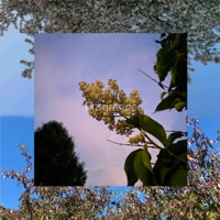 Fragrances - Single - Sadvato!