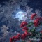 CLOUD SHADE - Freddie Mercuryzz lyrics