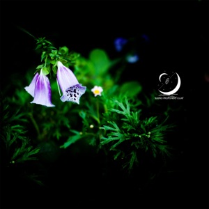 El Musgo Duerme Bajo Las Flores