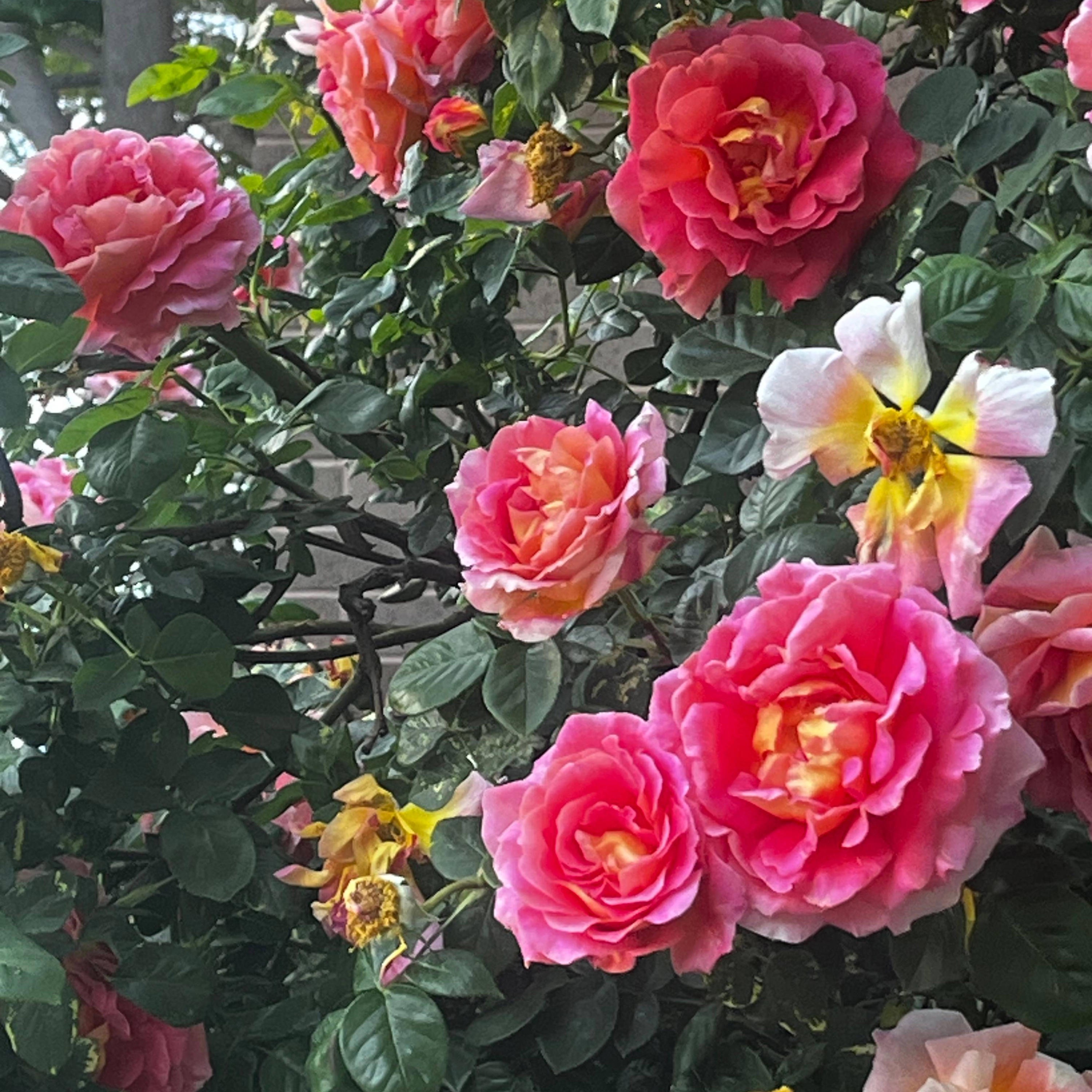 Queen of us both - Single