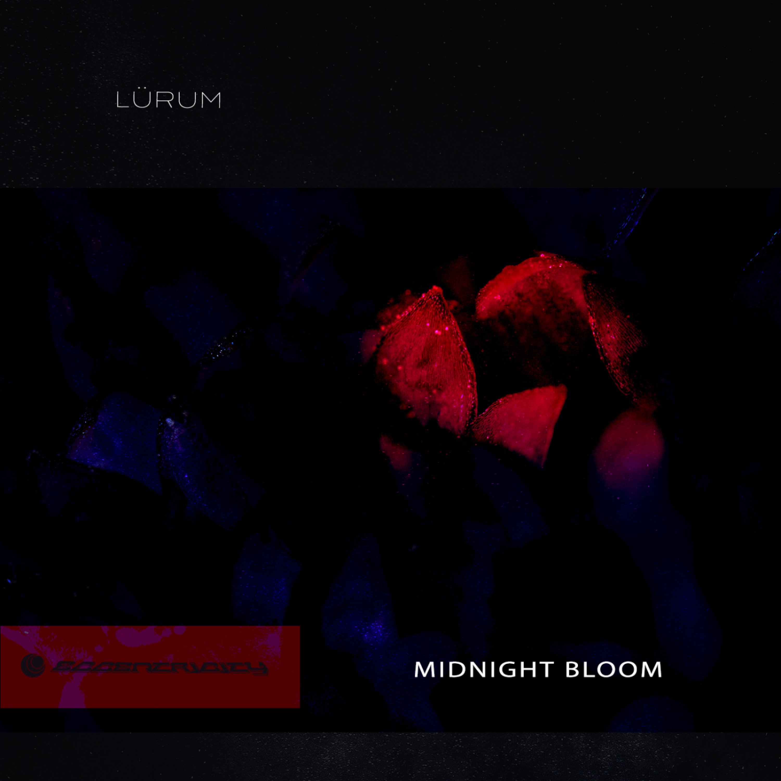 Midnight Bloom - Single
