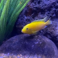 Eucalyptus (feat. Zoey) - Single - Donny the Prodigy