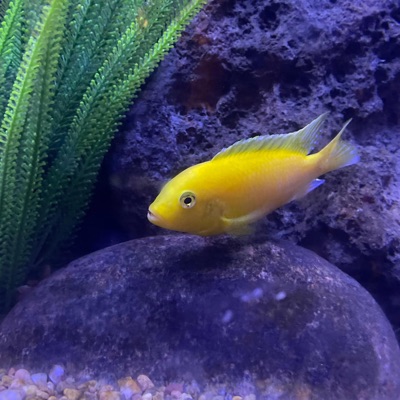 Eucalyptus (feat. Zoey) - Single