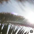 Everybody Loves the Sunshine