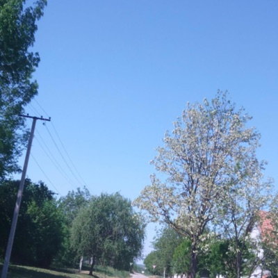 zluri - Ic Ol Gud Bejbe Bejbe (Sale Tru)