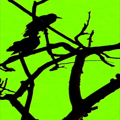 knø (feat. TOLDEM) - Single