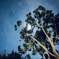 Middle Of The Night (feat. Joule$ & Peyton Miller) - Single - Ekko