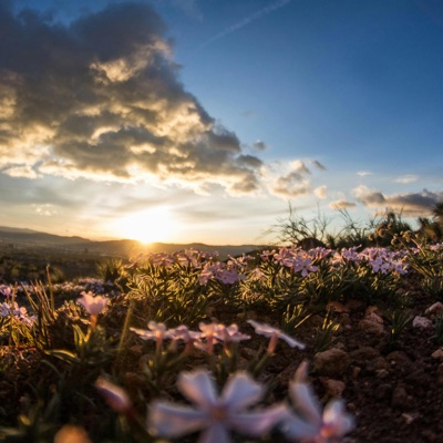 Too Tired to Dream - Single