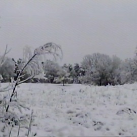 snow trees & Always November