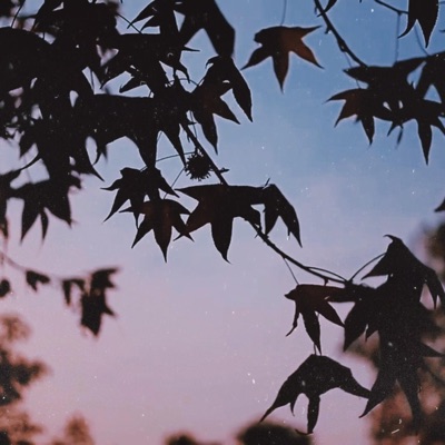 Calm After The Storm - Single
