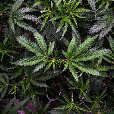 Getmehi (Remix) - Single