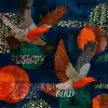 Boddhi Satva & kisi - Bird