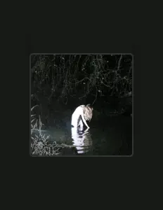 Surreal_dvdを聴いたり、ミュージックビデオを鑑賞したり、経歴やツアー日程などを確認したりしましょう！