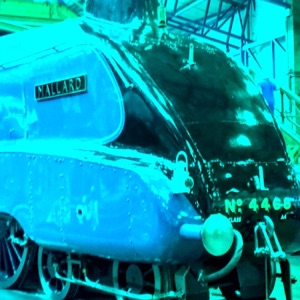 Mallard