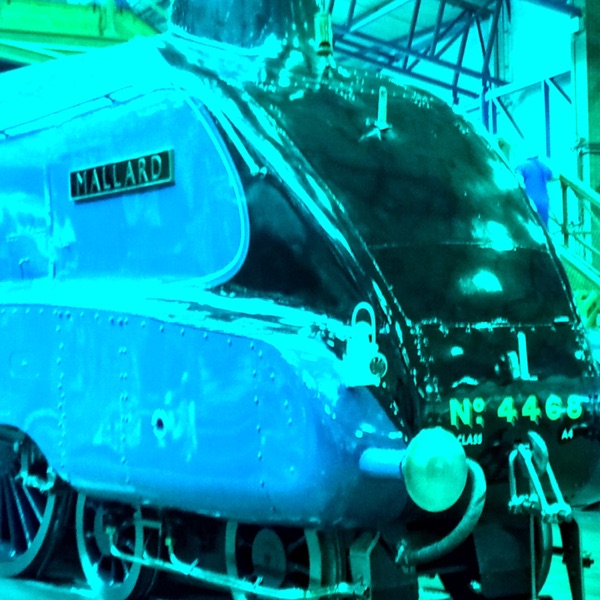 Mallard