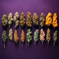 Strains - Single - Franchise Distribution Company