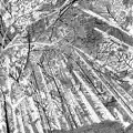 Sacred Rowan Grove